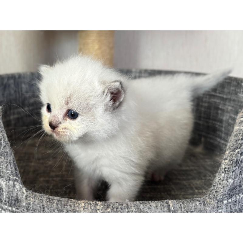 販売中の千葉県のラグドール-123556の5枚目